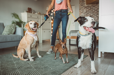 How to pick the right dog walker